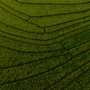 農(nóng)業(yè)978